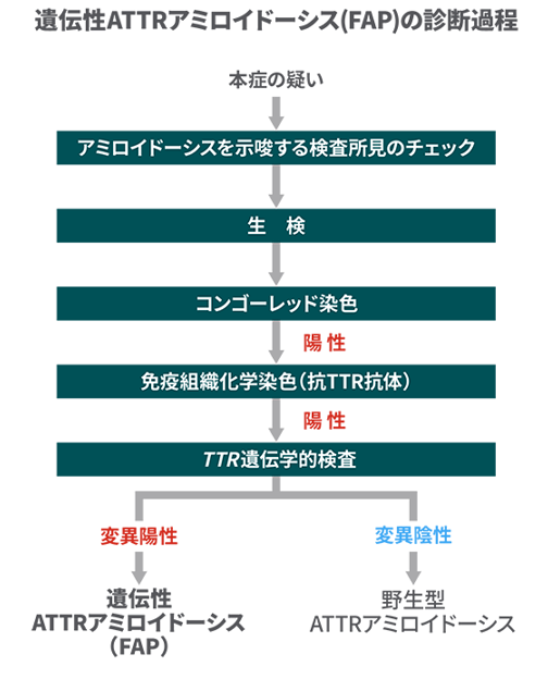 遺伝性ATTRアミロイドーシス(FAP)の診断過程