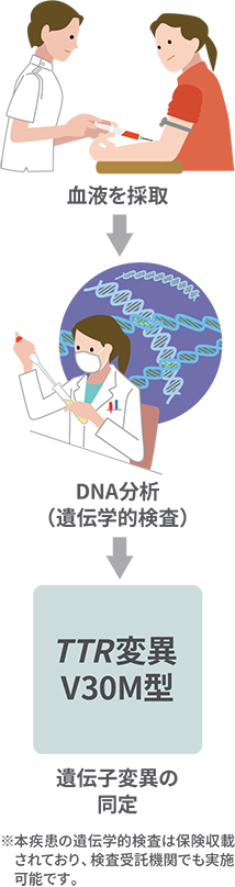 TTR遺伝子変異の同定