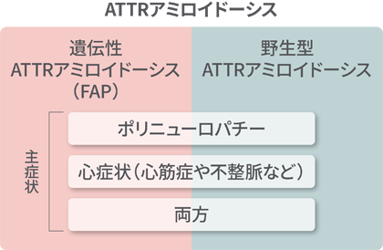 ATTRアミロイドーシスは、TTRを前駆タンパク質とするアミロイドーシスの総称であり、TTR遺伝子変異に起因する遺伝性ATTRアミロイドーシス(FAP)と、遺伝的背景を伴わず加齢などによって野生型TTRがアミロイド化し、臓器障害を起こす野生型ATTRアミロイドーシスの二つに大別されます。