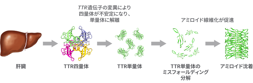 遺伝性ATTRアミロイドーシス(FAP)の発症機序