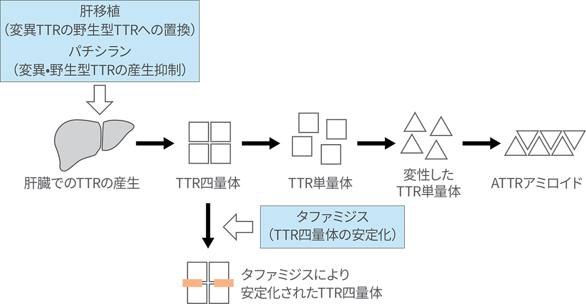 ATTRアミロイドの形成機序およびわが国で認可されている疾患修飾療法の作用機序