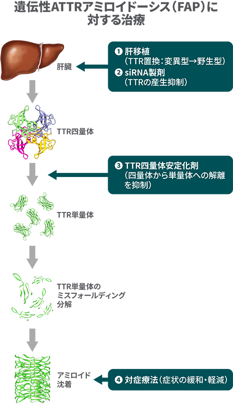 遺伝性ATTRアミロイドーシス(FAP)に対する治療